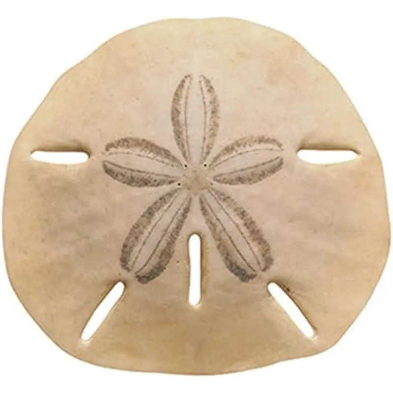 Trend Enterprises Classic Accents, Sand Dollar (T 10075)